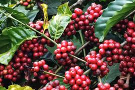 Giá cà phê hôm nay 29/11: Giữ mức trên 33.000 đồng/kg ở Tây Nguyên