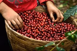 Giá cà phê hôm nay 20/11: Vì sao giá cà phê đồng loạt giảm mạnh 500 đồng/kg?