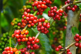 Giá cà phê hôm nay 19/11: Giảm 500 đồng/kg ở khu vực Tây Nguyên