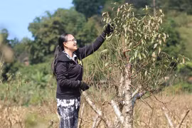 Hòa Bình: Nông dân huyện Đà Bắc tất bật chăm đào Tết