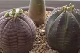 Video: Loại cây vừa hiếm vừa độc thoạt nhìn giống hệt xương rồng