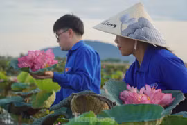 Ra đầm hái sen lúc rạng sáng, mỗi ngày thu tiền triệu