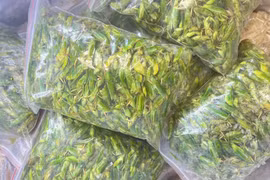 ‘Tóp mỡ xanh’ 800 nghìn/kg vẫn đắt hàng