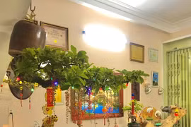 Vườn bonsai ngược phủ xanh căn nhà cựu cán bộ ngân hàng