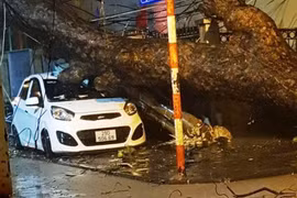 Hà Nội yêu cầu bảo tồn, trồng lại các cây quý hiếm bị đổ