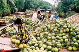 Trung Quốc chi tỷ đô mua dừa của Việt Nam