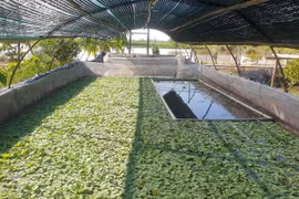 Chỉ dành 3 tiếng/ngày để chăm ốc, 9x thu về hàng trăm triệu đồng/năm