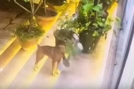 Phát hiện kẻ trộm chậu hoa trước nhà, gia chủ cười 'rớt hàm'