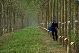Lãi ròng 9 tháng của Cao su Tây Ninh tăng 11%