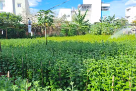 Người trồng hoa TPHCM giảm sản lượng, giữ giá để thích nghi với mùa Tết