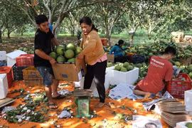 Bà Rịa – Vũng Tàu: Mùa bưởi Tết bội thu nông dân lãi tiền tỉ 