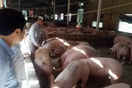 Giá heo hơi hôm nay 17/8: Miền Bắc giảm sâu 4.000 đ/kg