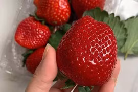 Dâu tây Mộc Châu sánh ngang đồ Nhật, về Hà Nội giá vip 1 triệu đồng/kg