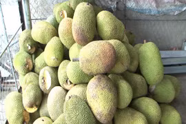 Một tháng 5 lần giảm giá, mít Thái chất đống rẻ chưa từng có
