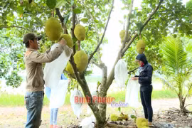 Trồng mít gì ra nhiều trái nứt cả cây, ai cũng chê bán giá rẻ mà vẫn đút túi 4 tỷ/năm