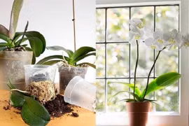 Cách chăm sóc lan hồ điệp tiếp tục ra hoa sau Tết