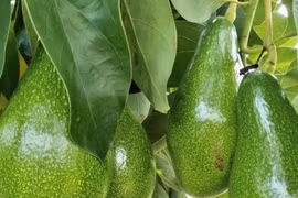 Quả bơ: Dinh dưỡng phong phú và vượt trội nhưng nhiều người ăn vào nguy hiểm