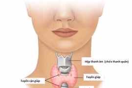 Thực phẩm tốt cho tuyến giáp nên bổ sung thường xuyên rất tốt cho cơ thể