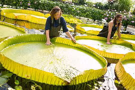 Tận mục loài hoa súng siêu to khổng lồ mới phát hiện trên thế giới 