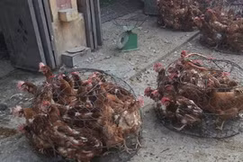 Căng dây đàn chống cúm gia cầm H7N9, H5N1 ở VN
