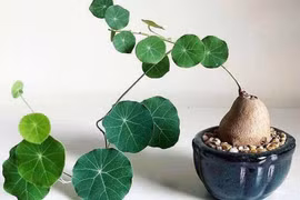 4 loại cây dây leo trồng trong nhà hút tài lộc, cải thiện không khí 