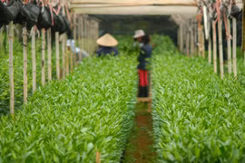 Quy trình trồng hoa ly cực độc ở Đà Lạt