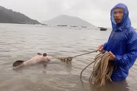 Cá mú "khủng" 43 kg bất ngờ sa lưới ngư dân ở Quảng Nam