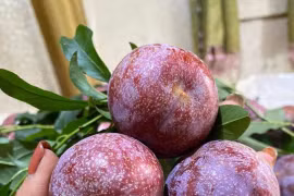 Mận đầu mùa giá cao tới 300.000 đồng/kg, khách không tiếc tiền mua