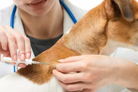 Trên 90% chó, mèo ở TP HCM đã được tiêm phòng bệnh dại