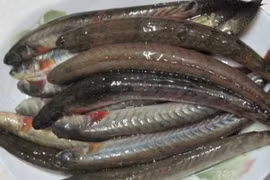 Loại cá xưa "rẻ như cho", nay thành đặc sản giá đến nửa triệu/kg 