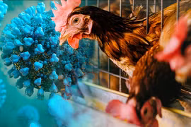 Độc lực của cúm A/H5N1 nguy hiểm sao?