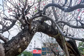 Chiêm ngưỡng cây đào thế đặc biệt, giá thuê tới 100 triệu ở Hà Nội