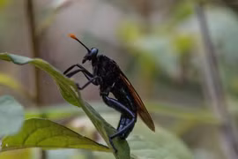 Top 3 loài ruồi lớn nhất hành tinh