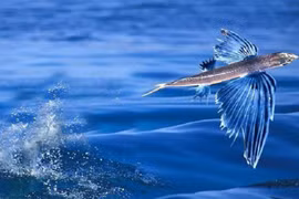 Độc lạ loài cá bay thoăn thoắt trên nước