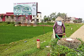 Chuyển đổi gần 1.000ha đất trồng lúa sang đất dự án tại HN