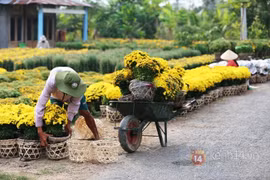 Những điểm ngắm hoa Tết đẹp nhất miền Nam