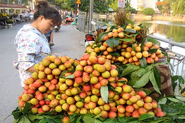 Vải thiều đầu vụ giá chát vẫn đắt hàng