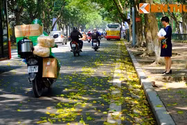 Ảnh: Lãng mạn những con đường trải đầy lá vàng ở Hà Nội