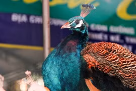Gallery - Mua sắm Tết 2017 - image 2