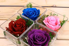 300.000 đồng nên mua hoa gì tặng người yêu ngày Valentine? 