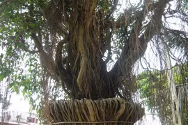 Khiếp vía “siêu cây cảnh” tiền tỷ ở Việt Nam