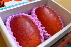 Cặp xoài khủng giá 62 triệu đồng