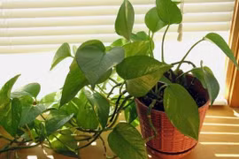 Vị trí trồng cây trầu bà giúp gia chủ vượng phát, gánh lộc vào nhà