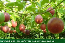 Chanh dây chỉ ăn thịt quả thật phí phạm, các bộ phận sau đừng vứt bỏ