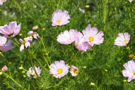 Gallery - Bói Tính Cách - image 1