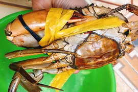 Chị em Hà thành lùng mua hải sản thương binh