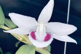 Gallery - LAN ĐỘT BIẾN TRĂM TỶ - image 8