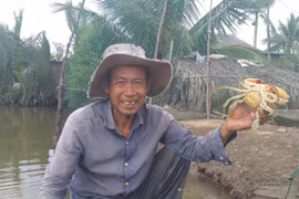 Giá cua gạch ngon nhất miền Tây 'nhảy múa' 800.000 đồng/kg trước 30/4-1/5