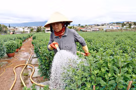 Lừa đặt mua bán rau, hoa dịp Tết rồi “bùng” tiền