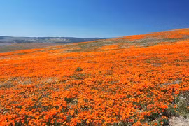 Thung lũng hoa anh túc khổng lồ ở California